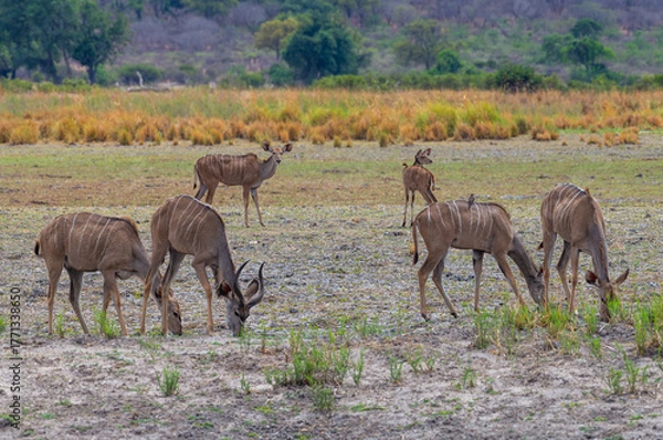 Fototapeta Group of male and female Kudu, Strepsiceros, on the banks of the Okavango River, Namibia