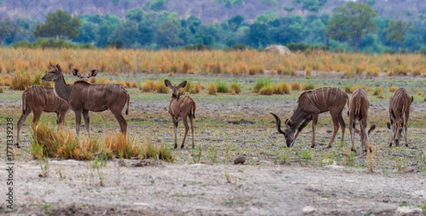 Fototapeta Group of male and female Kudu, Strepsiceros, on the banks of the Okavango River, Namibia