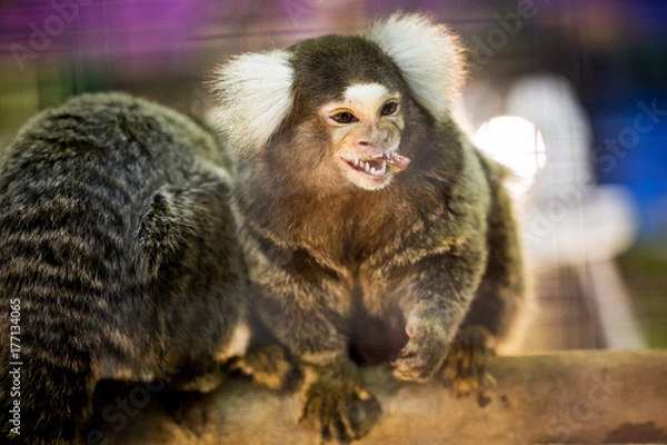 Fototapeta Common Marmoset.