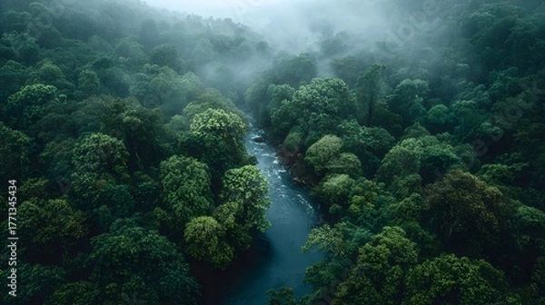 Obraz Aerial view of river winding through lush green rainforest.