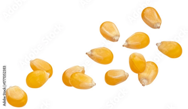 Fototapeta dynamic photograph of raw yellow popcorn kernels captured suspended in mid-air or falling rapidly, isolated against a uniform transparent background.