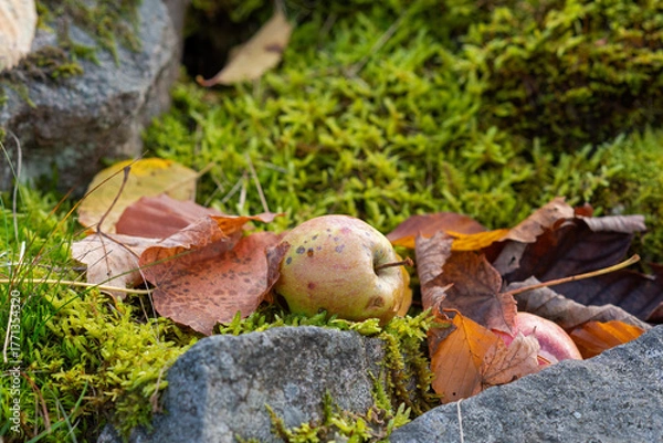 Fototapeta Fallen apples and fallen leaves on the ground in a garden.