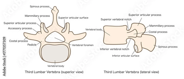 Obraz 第3腰椎（L3）の解剖学、上面図と側面図