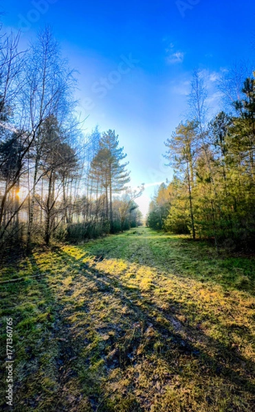Fototapeta A serene forest path, surrounded by lush trees and warm sunlight, inviting for a peaceful nature walk