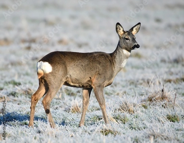 Obraz Roe Deer Standing Alert in a Frosty Field.
