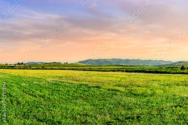 Fototapeta Beautiful spring landscape of green shiny field and meadow with young growth and fresh grass and amazing hills with nice cloudy sky on background
