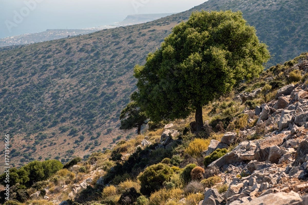 Fototapeta Scenic hillside view with tree overlooking coastal landscape in Crete, Greece