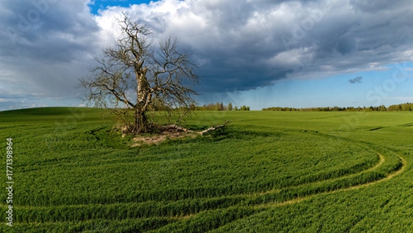 Fototapeta Lonely tree stands tall in a vast green field under dramatic cloudy sky