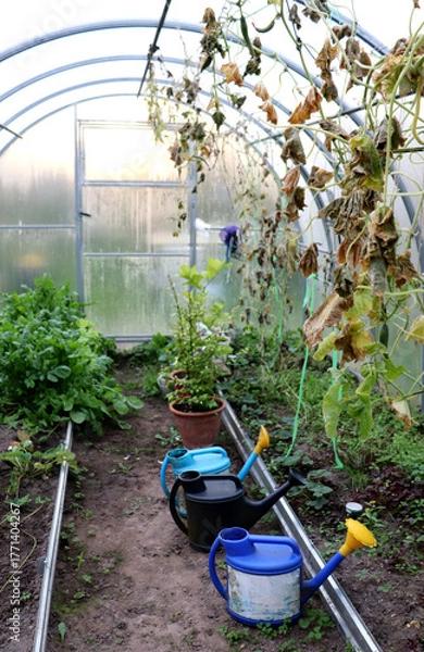 Obraz An autumn greenhouse with watering cans, dried cucumber stems, pots of citrus, and green arugula bushes on an autumn day - color vertical photo