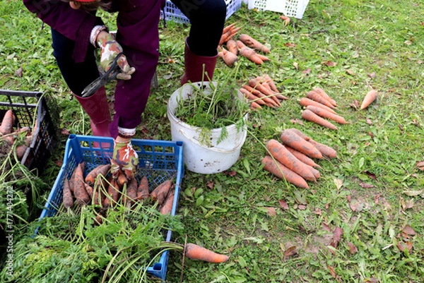 Fototapeta A woman with scissors takes carrots from a topping box, processing vegetables in a farm garden on a cloudy autumn day - color horizontal photo