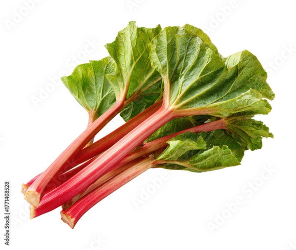 Fototapeta Harvesting fresh rhubarb stalks in a garden organic food isolated on transparent background