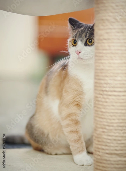 Fototapeta Beautiful multi-colored cat