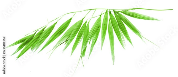Fototapeta Ear of green oat plant isolated on white background. Macro shoot.