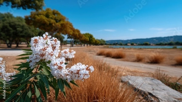 Obraz Close up of white blooming flowers with green leaves in foreground and a dry grassy path leading to a blue lake under a clear sunny sky with distant trees and hills