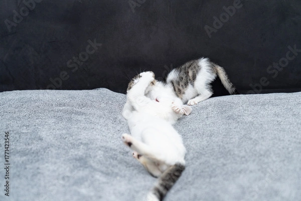 Fototapeta Adorable playful kitten lying on soft gray blanket, grooming, playing,  licking its paw in cozy home setting, cute domestic cat moment showing comfort, relaxation, and happiness in modern interior.