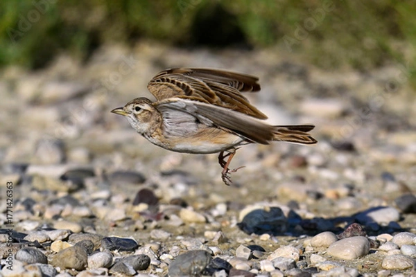 Fototapeta flying Greater short-toed lark // fliegende Kurzzehenlerche (Calandrella brachydactyla) 