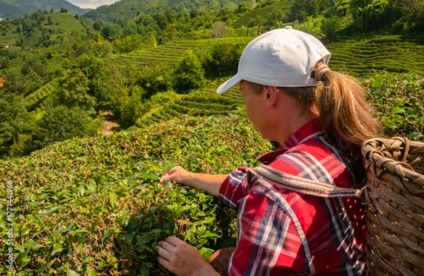 Fototapeta Woman harvests tea leaves on a sunny day at a beautiful plantation in Rize, Turkey