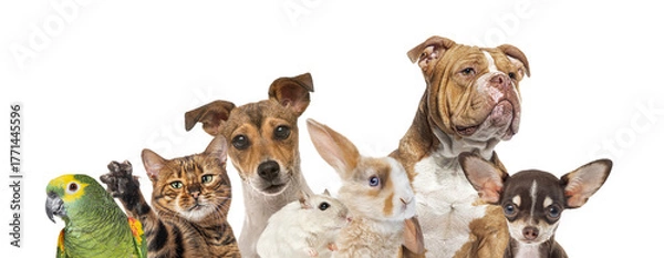Obraz Group of pets looking at camera, transparent background
