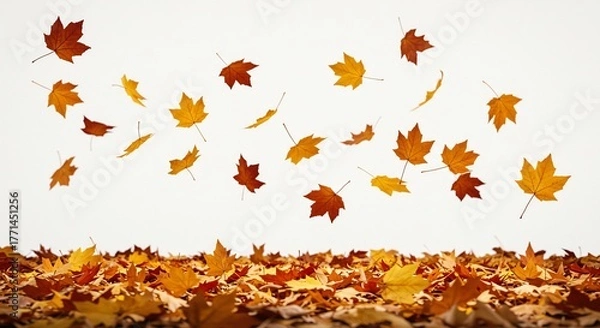 Obraz Autumn leaves falling from above onto a bed of foliage against a white sky.