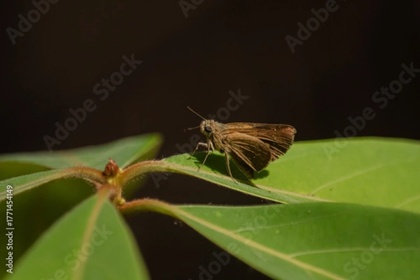 Obraz butterfly on leaf
