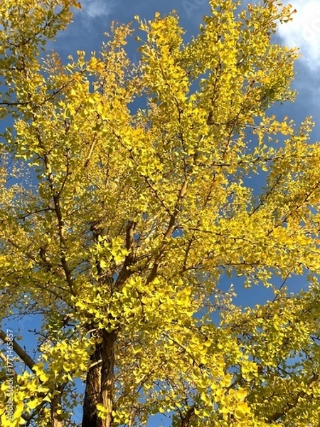 Fototapeta 金運が高まる煌びやかな秋の街路樹