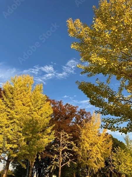 Fototapeta 秋の彩り豊かな紅葉