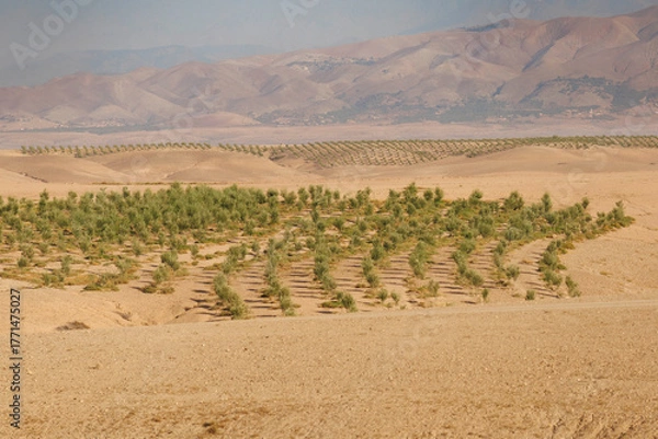 Obraz Désert d'Agafay (Maroc)