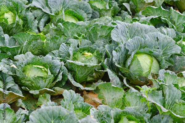 Obraz cabbage plantation