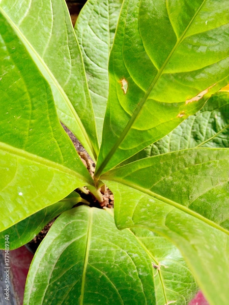Fototapeta Vibrant Green Tropical Anthurium Plant Leaves Growing Upwards From an Overhead Perspective