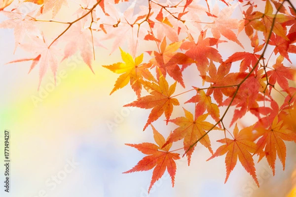 Obraz Autumn maple leaves in sunlight
