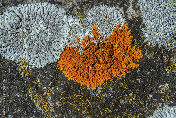 Fototapeta Rhizocarpon and Xanthoria parietina lichen growing on rocky surface in natural sunlight at coastal location