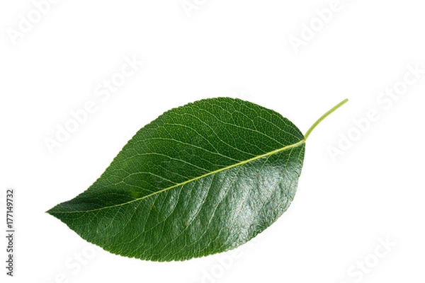 Obraz tree leaf