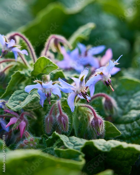 Fototapeta Borago officinalis is medicinal herb with edible flowers.