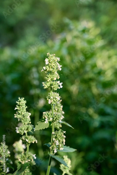 Fototapeta Sedative medical plant сatnip blooms in the garden.