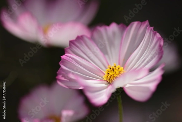 Obraz 朝陽を受け花びらが輝く、優しい色彩のコスモス・ピコティ