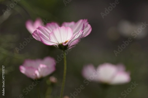 Obraz 朝陽を受け花びらが輝く、優しい色彩のコスモス・ピコティ