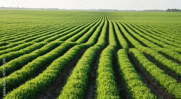 Fototapeta A vast field of young crops, rows extending to horizon