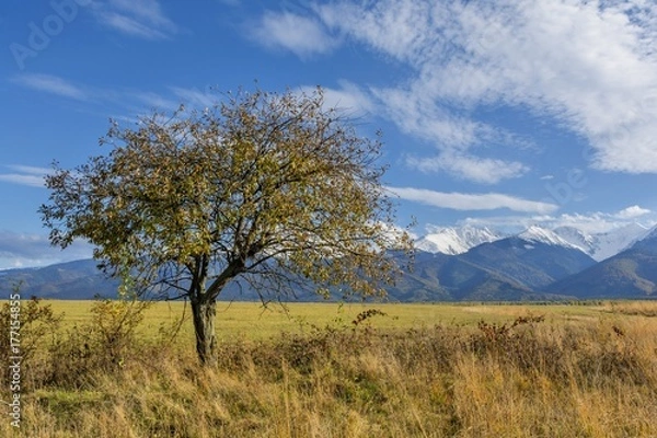 Fototapeta Beautiful landscape with autumn tree and fallen leaves with Carpathian mountains  in the background. Beautiful autumn landscape in romanian Carpathian mountains with high peaks covered with snow.
