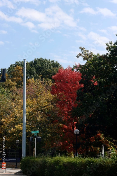 Fototapeta autumn in the park
