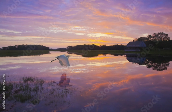 Obraz Dawn's Light With Motif #2 - A great egret skims the water surface in early morning sunrise light with reflection.