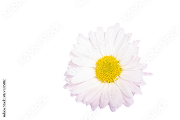 Fototapeta chrysanthemum flower on a long stem on a white background is insulated