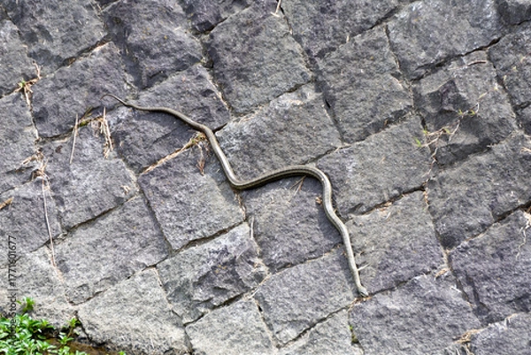 Obraz 鴨川の縞蛇