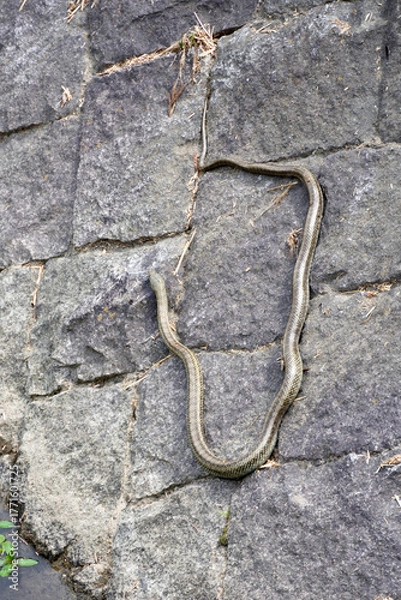 Obraz 鴨川の縞蛇