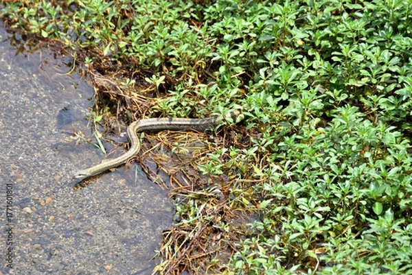 Obraz 鴨川の縞蛇