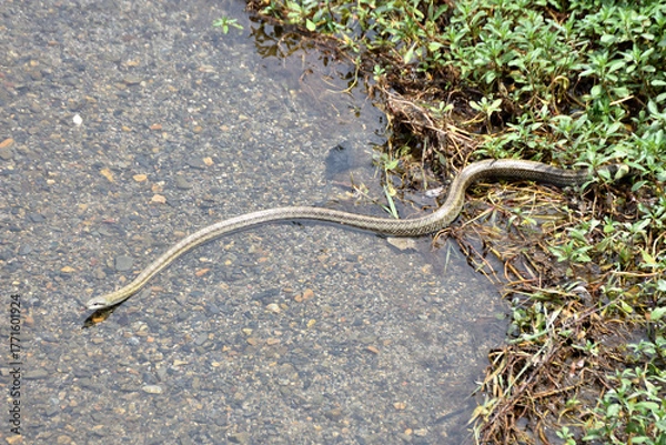 Obraz 鴨川の縞蛇