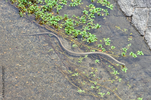 Obraz 鴨川の縞蛇