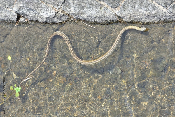 Obraz 鴨川の縞蛇