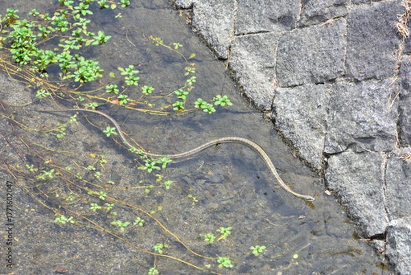 Obraz 鴨川の縞蛇
