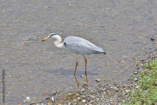 Obraz トンボを食べる青鷺