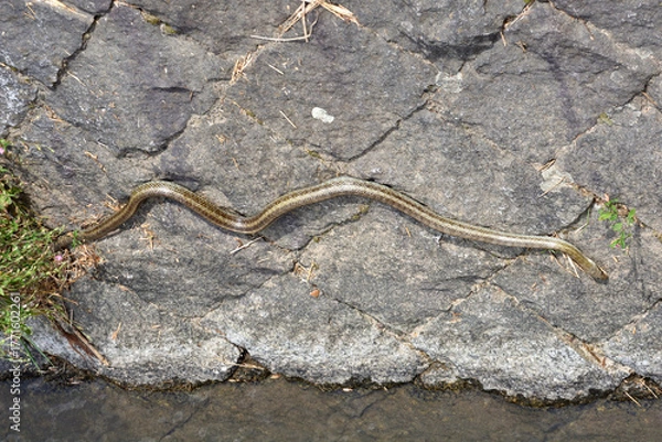 Obraz 鴨川の縞蛇